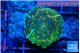 Discosoma watermelon 1 polyp WYSIWYG acclimaté
