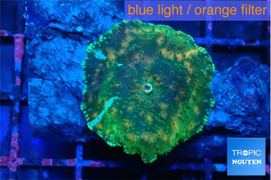 Discosoma watermelon 1 polyp WYSIWYG acclimaté