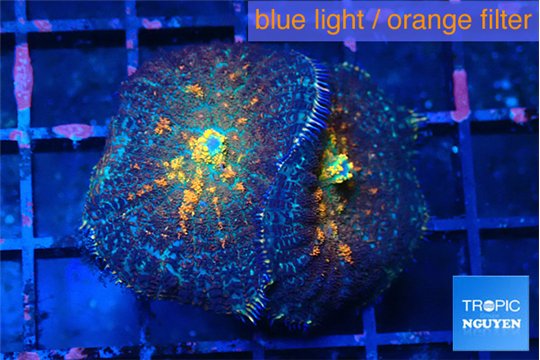Rhodactis magma 2 polyps WYSIWYG acclimaté