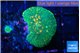 Rhodactis green & orange 2 polyps WYSIWYG acclimaté