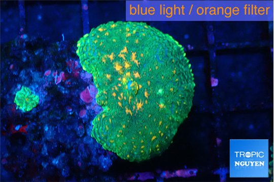 Rhodactis green & orange 2 polyps WYSIWYG acclimaté