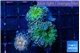 Ricordea mixed color premium 3 polyps WYSIWYG acclimaté