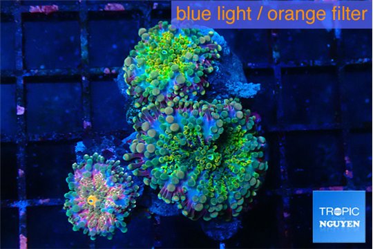 Ricordea mixed color premium 3 polyps WYSIWYG acclimaté