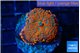 Rhodactis red blue flash 1 polyp WYSIWYG acclimaté