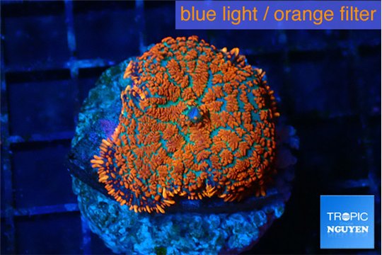 Rhodactis red blue flash 1 polyp WYSIWYG acclimaté