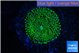 Ricordea floridae green 1 polyp WYSIWYG acclimaté