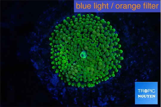 Ricordea floridae green 1 polyp WYSIWYG acclimaté