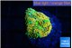 Ricordae floridae orange 1 polyp WYSIWYG acclimaté
