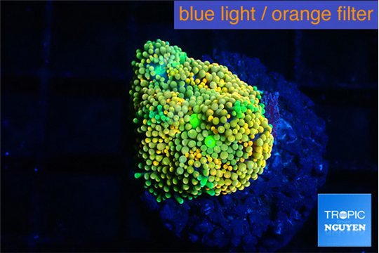 Ricordae floridae orange 1 polyp WYSIWYG acclimaté