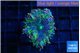 Ricordea yuma tricolore 1 polyp WYSIWYG acclimaté