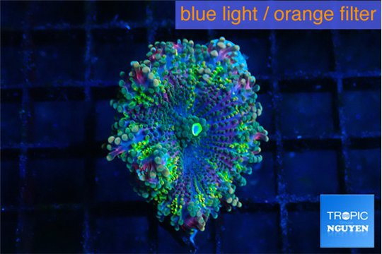 Ricordea yuma tricolore 1 polyp WYSIWYG acclimaté