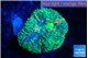 Ricordea floridae green 1 polyp WYSIWYG acclimaté