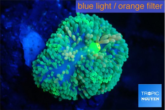 Ricordea floridae green 1 polyp WYSIWYG acclimaté