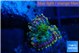 Ricordea yuma tricolore small polyp 1 polyp WYSIWYG acclimaté