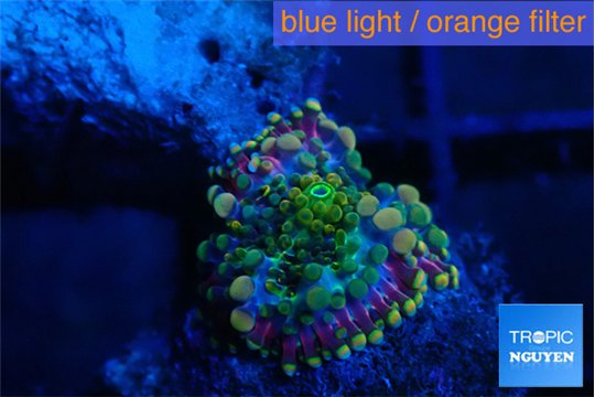 Ricordea yuma tricolore small polyp 1 polyp WYSIWYG acclimaté