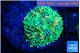 Ricordea floridae green 1 polyp WYSIWYG acclimaté
