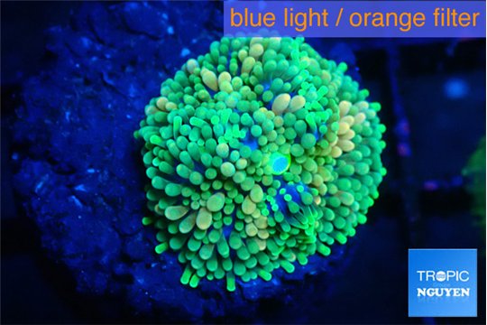 Ricordea floridae green 1 polyp WYSIWYG acclimaté