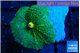 Rhodactis freen & yellow 1 polyp WYSIWYG acclimaté