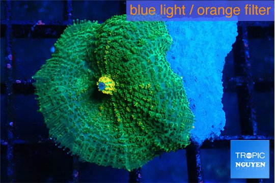 Rhodactis freen & yellow 1 polyp WYSIWYG acclimaté