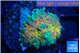 Ricordea yuma Goliath rainbow 1 polyp WYSIWYG acclimaté