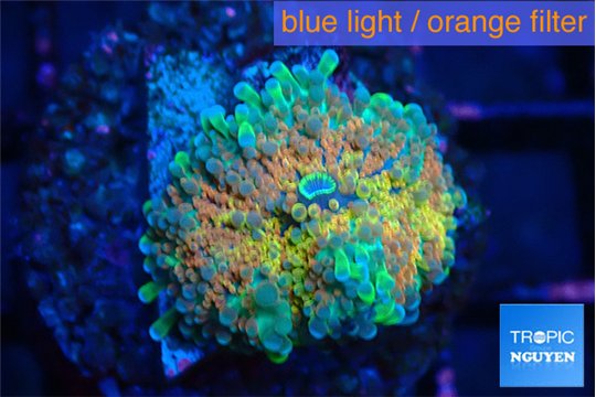 Ricordea yuma Goliath rainbow 1 polyp WYSIWYG acclimaté