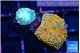 Rhodactis red blue superman 2 polyps WYSIWYG acclimaté