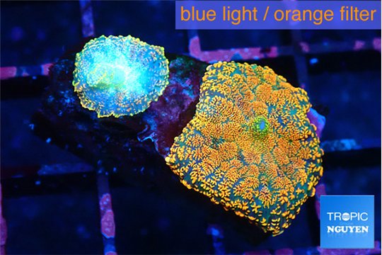 Rhodactis red blue superman 2 polyps WYSIWYG acclimaté
