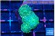 Discosoma green 3 polyps WYSIWYG acclimaté