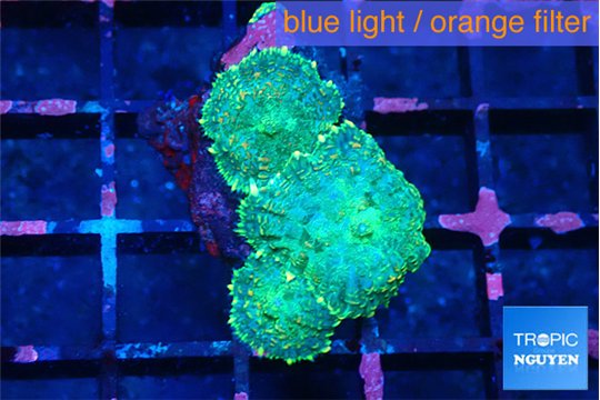 Discosoma green 3 polyps WYSIWYG acclimaté