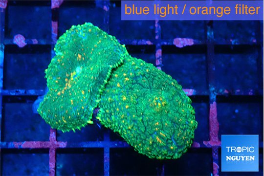 Rhodactis green orange spot 3 polyps WYSIWYG acclimaté