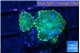 Rhodactis green gold small polyps 2 polyps WYSIWYG acclimaté