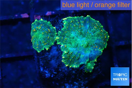 Rhodactis green gold small polyps 2 polyps WYSIWYG acclimaté