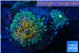 Ricordea yuma Goliath rainbow & yuma green 2 polyps WYSIWYG acclimaté