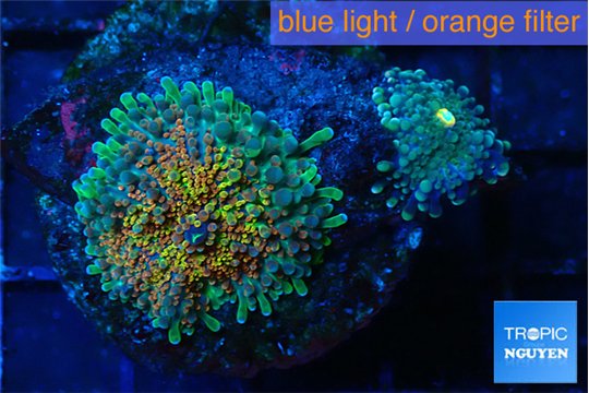 Ricordea yuma Goliath rainbow & yuma green 2 polyps WYSIWYG acclimaté