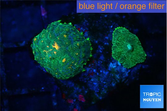 Rhodactis green orange spot 2 polyps WYSIWYG acclimaté
