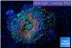 Ricordea yuma rainbow 1 polyp WYSIWYG acclimaté