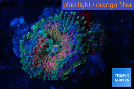 Ricordea yuma rainbow 1 polyp WYSIWYG acclimaté