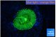 Ricordea floridae green 1 polyp WYSIWYG acclimaté