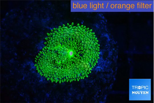 Ricordea floridae green 1 polyp WYSIWYG acclimaté