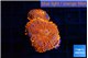 Rhodactis red blue flash 2 polyps WYSIWYG acclimaté