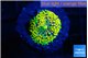 Ricordea floridae golden green 1 polyp WYSIWYG acclimaté