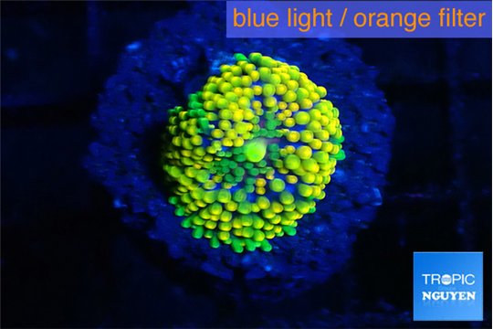 Ricordea floridae golden green 1 polyp WYSIWYG acclimaté