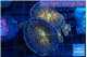 Rhodactis magma 4-5 polyps WYSIWYG acclimaté
