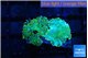 Rhodactis green gold 3 polyps WYSIWYG acclimaté
