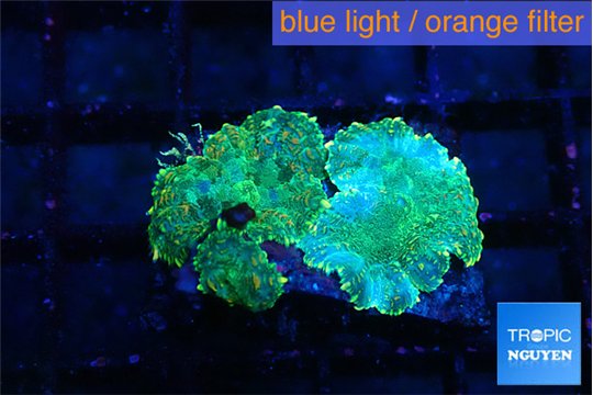 Rhodactis green gold 3 polyps WYSIWYG acclimaté