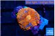 Rhodactis red blue flash 1 polyp WYSIWYG acclimaté