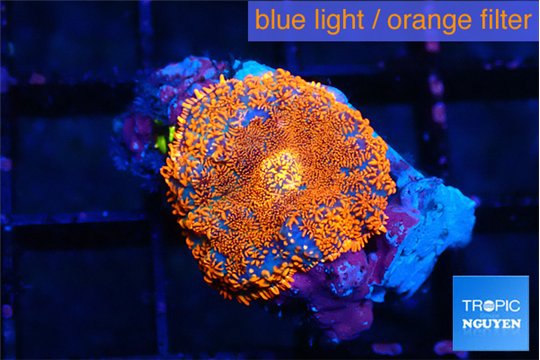 Rhodactis red blue flash 1 polyp WYSIWYG acclimaté