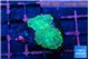 Rhodactis green gold small polyps 2 polyps WYSIWYG acclimaté
