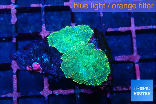 Rhodactis green gold small polyps 2 polyps WYSIWYG acclimaté