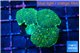 Rhodactis green orange spot 3-4 polyps WYSIWYG acclimaté
